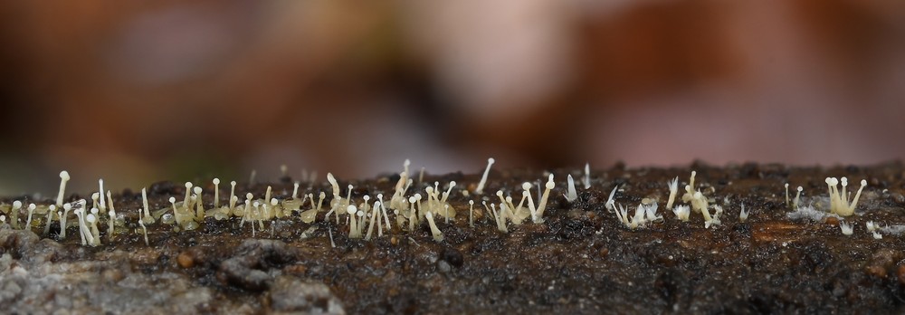 Claussenomyces prasinulus (door Laurens van der Linde)