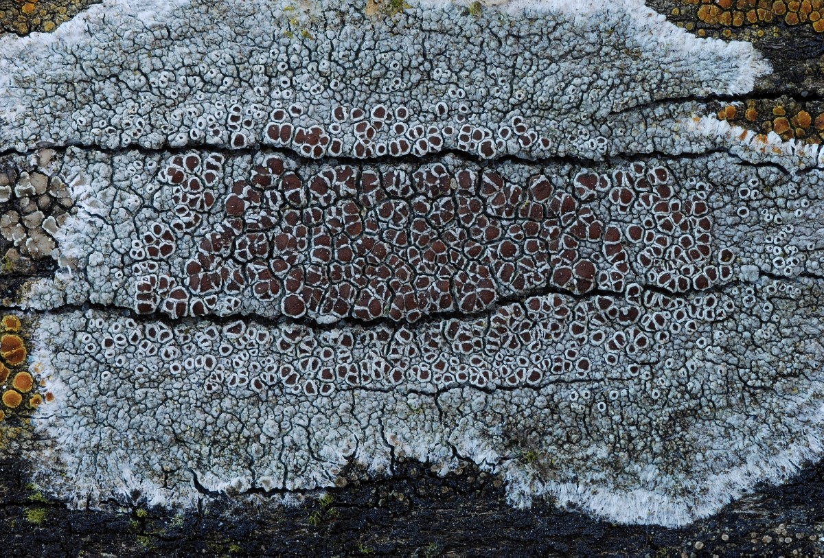 Lecanora campestris (door Arjan de Groot)