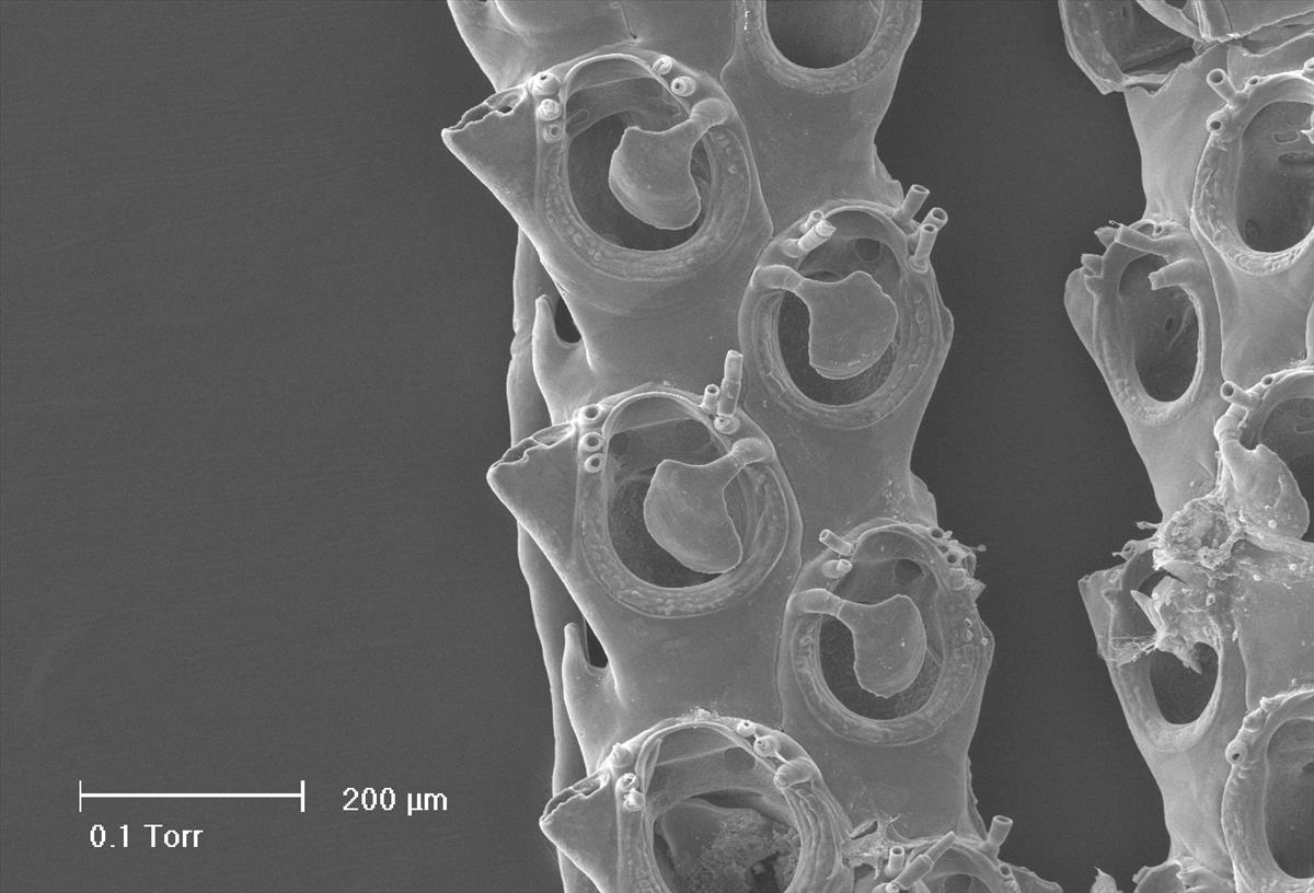 Scrupocellaria scrupea (door Hans De Blauwe)