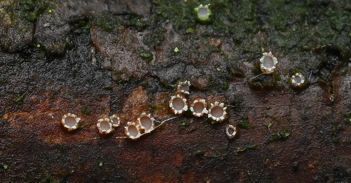 Cryptodiscus rhopaloides (door Laurens van der Linde)