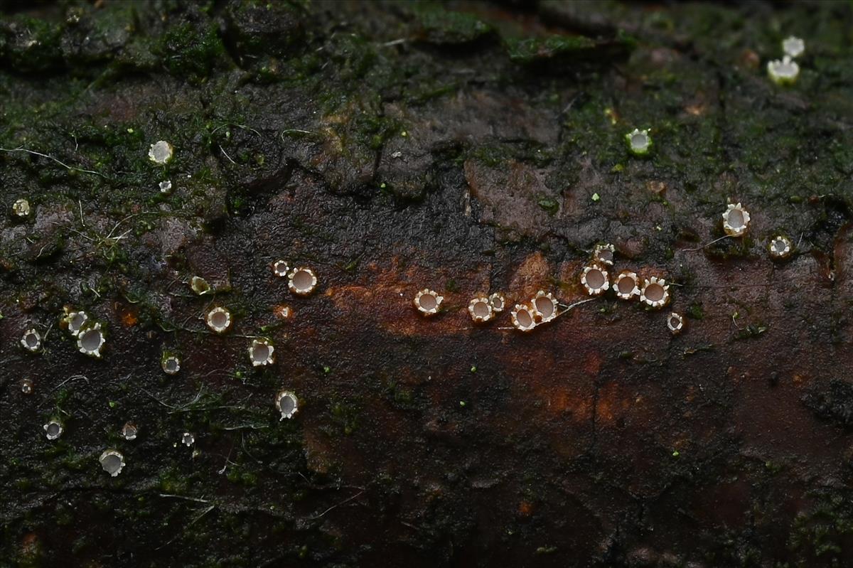 Cryptodiscus rhopaloides (door Laurens van der Linde)