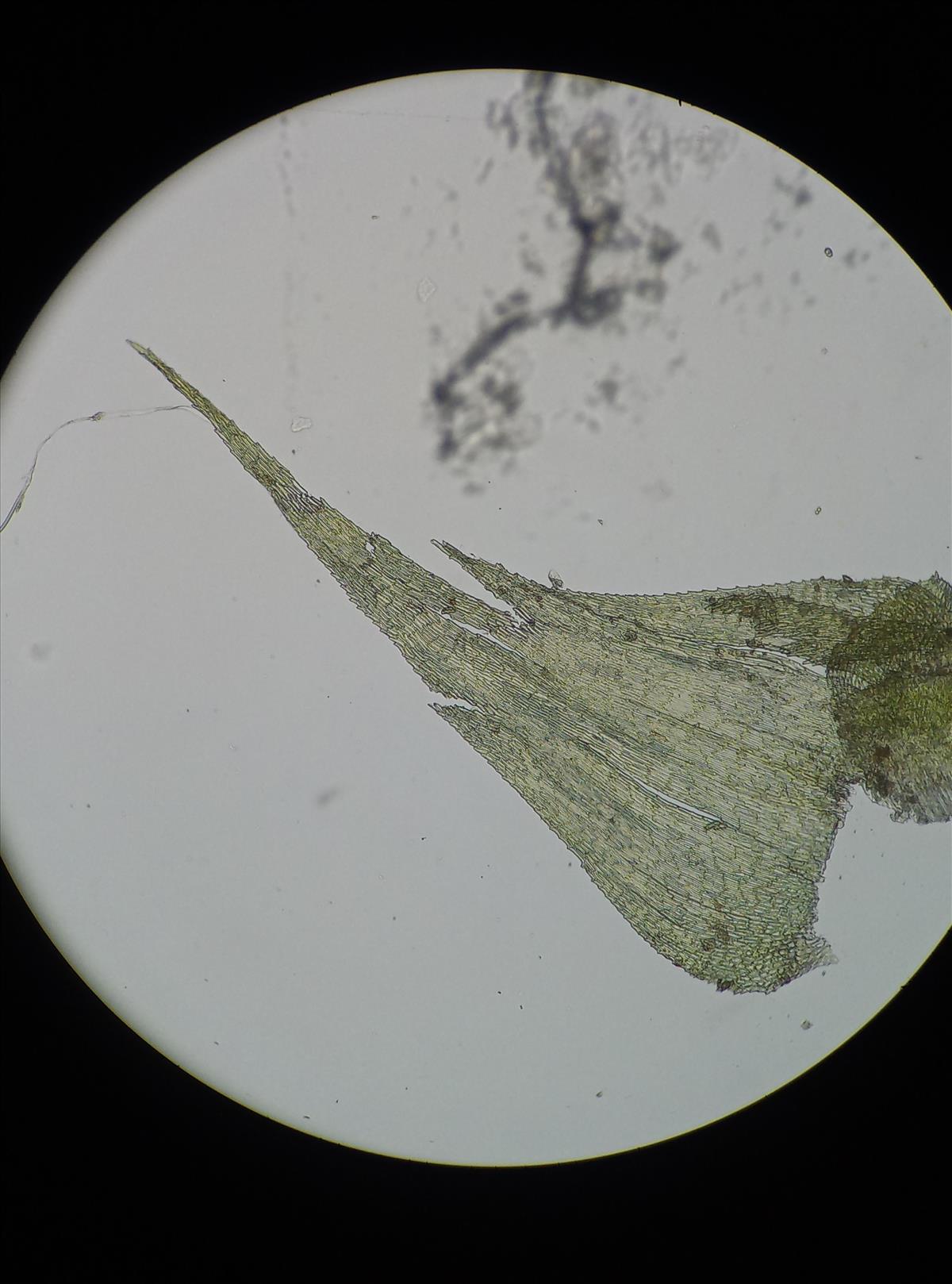 Ctenidium molluscum (door Rens van der Knoop)