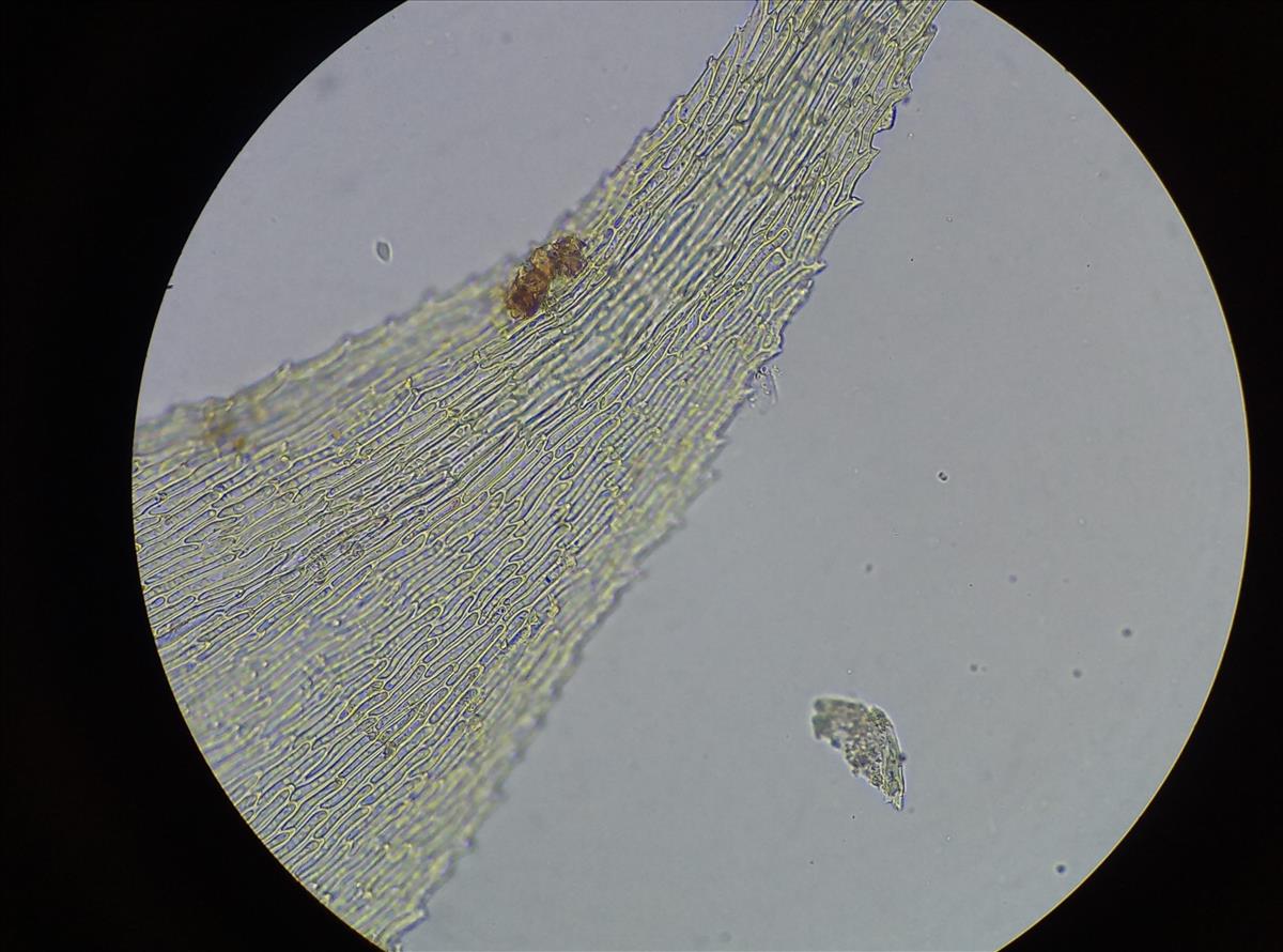 Ctenidium molluscum (door Rens van der Knoop)