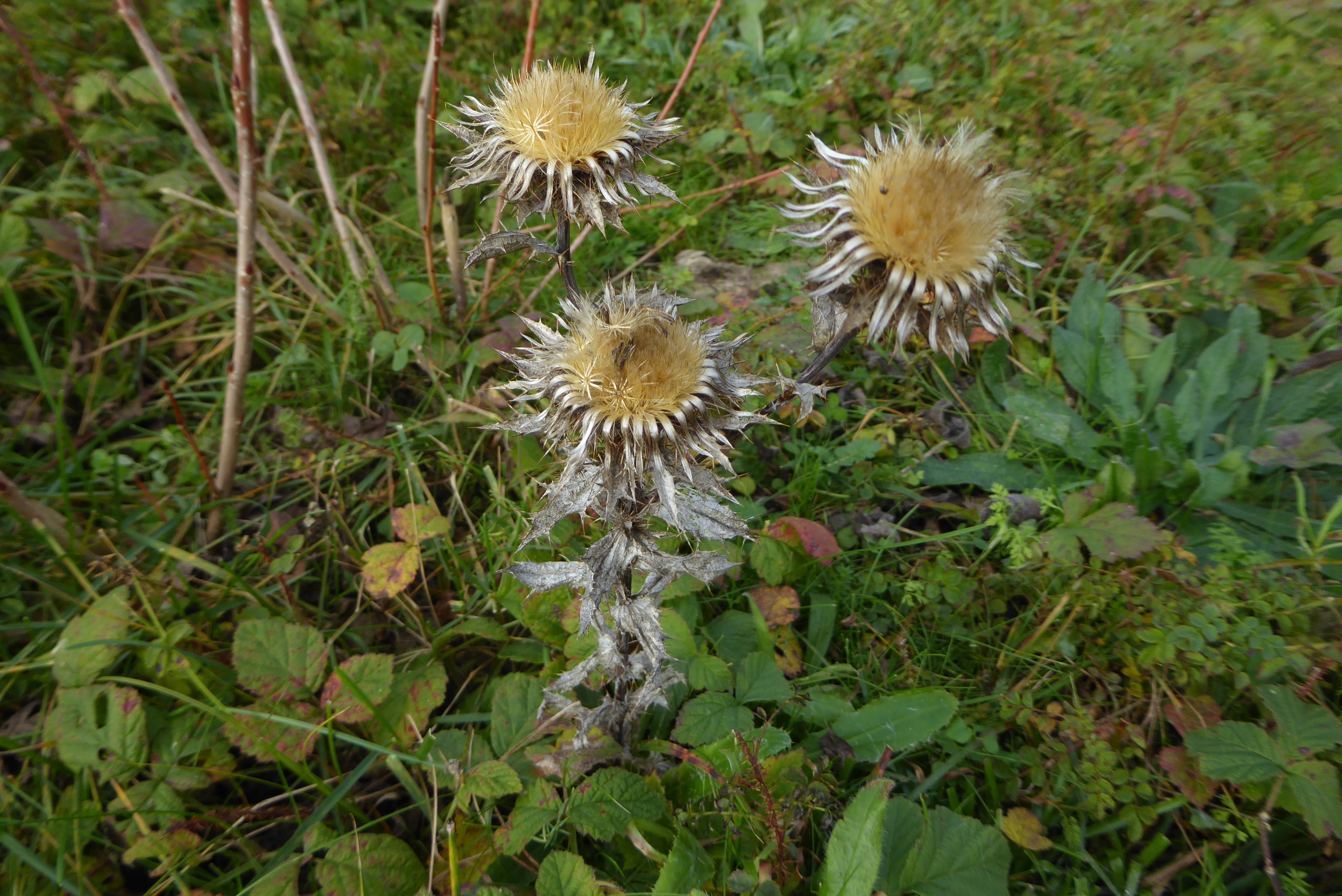 Carlina vulgaris (door Koen van Zoest)