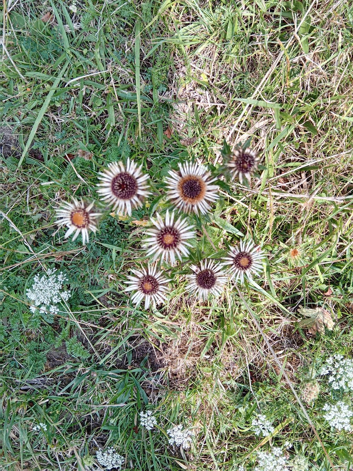 Carlina vulgaris (door Jan Versluys)