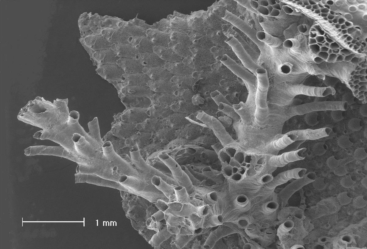 Entalophoroecia deflexa (door Hans De Blauwe)