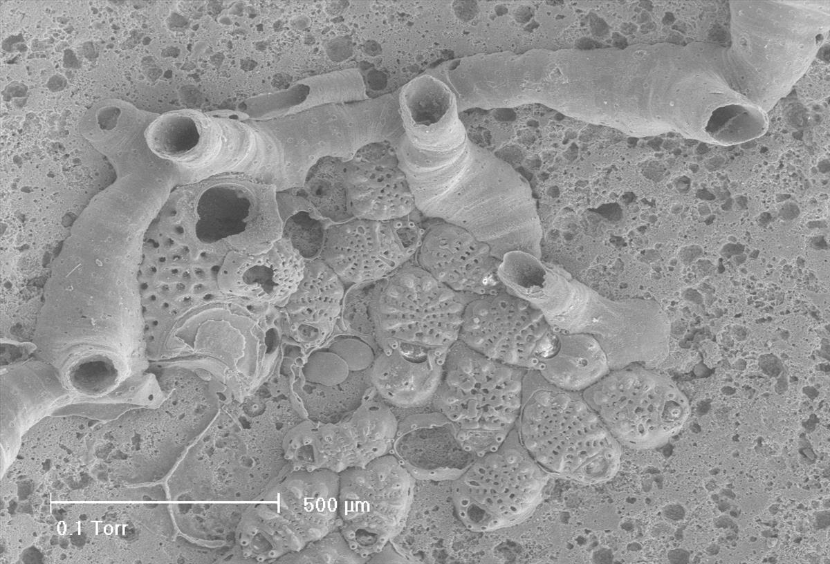 Entalophoroecia deflexa (door Hans De Blauwe)