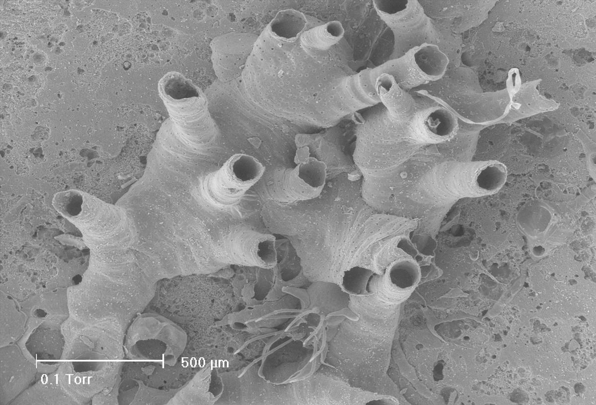 Entalophoroecia deflexa (door Hans De Blauwe)