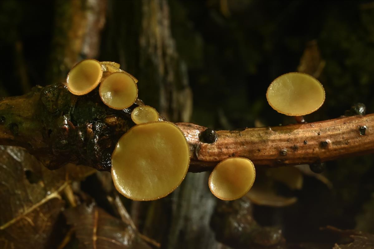 Rutstroemia sydowiana (door Laurens van der Linde)