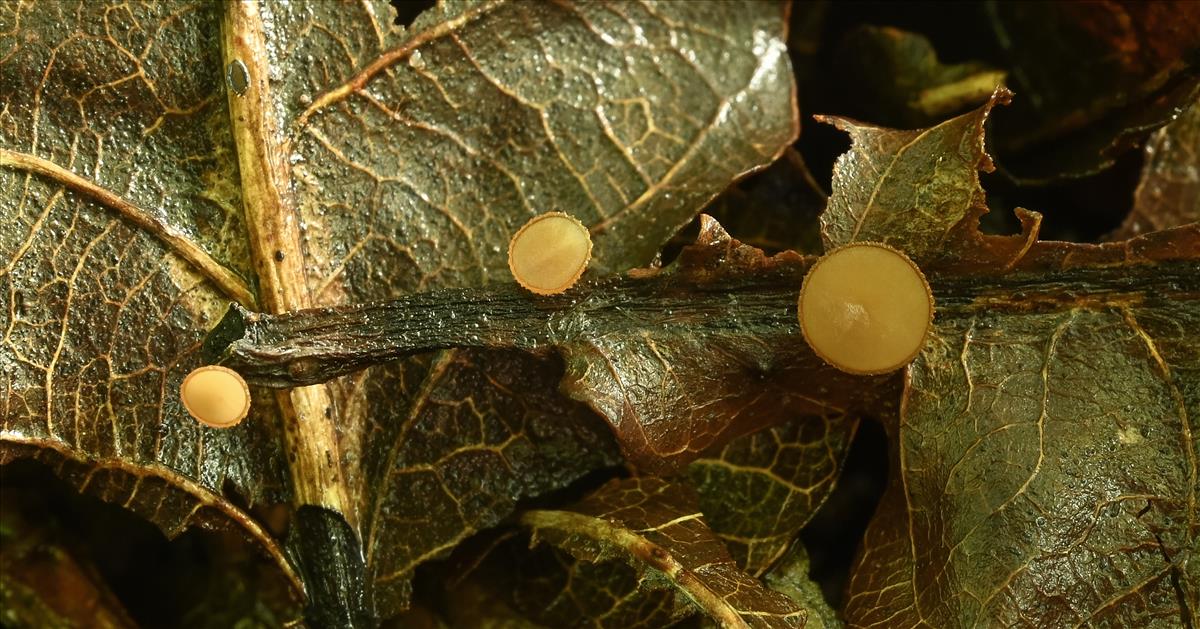 Rutstroemia sydowiana (door Laurens van der Linde)