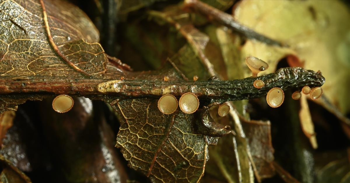 Rutstroemia sydowiana (door Laurens van der Linde)