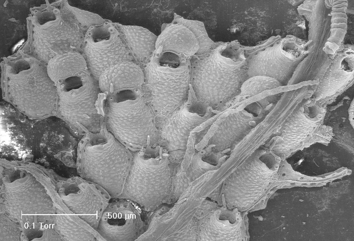 Escharella labiosa (door Hans De Blauwe)