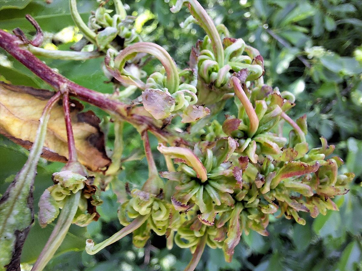 Taphrina farlowii (door AnnaElise Jansen)