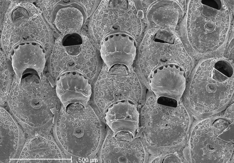 Fenestrulina delicia (door Hans De Blauwe)