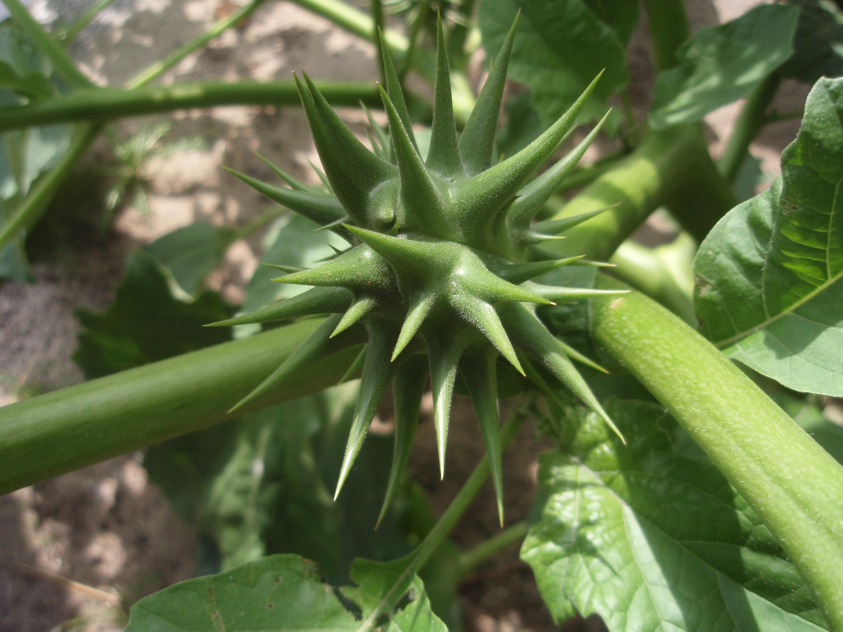 Datura ferox (door Sipke Gonggrijp)