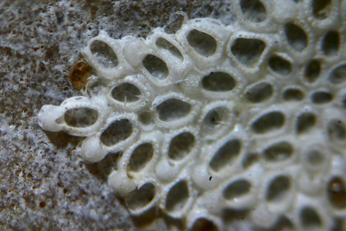 Callopora discreta (door Hans De Blauwe)