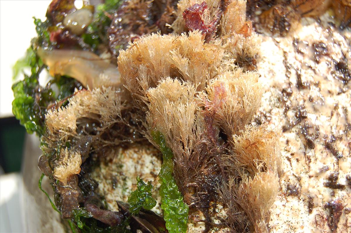 Bugulina stolonifera (door Hans De Blauwe)