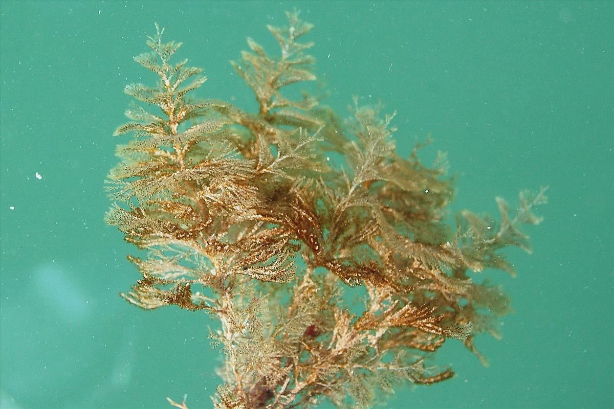 Crisularia plumosa (door Hans De Blauwe)