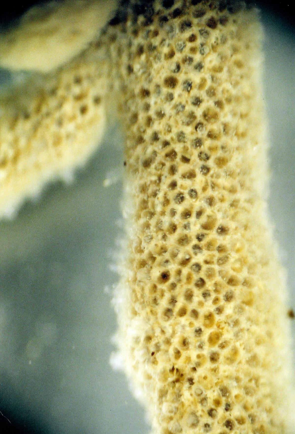 Alcyonidium parasiticum (door Hans De Blauwe)