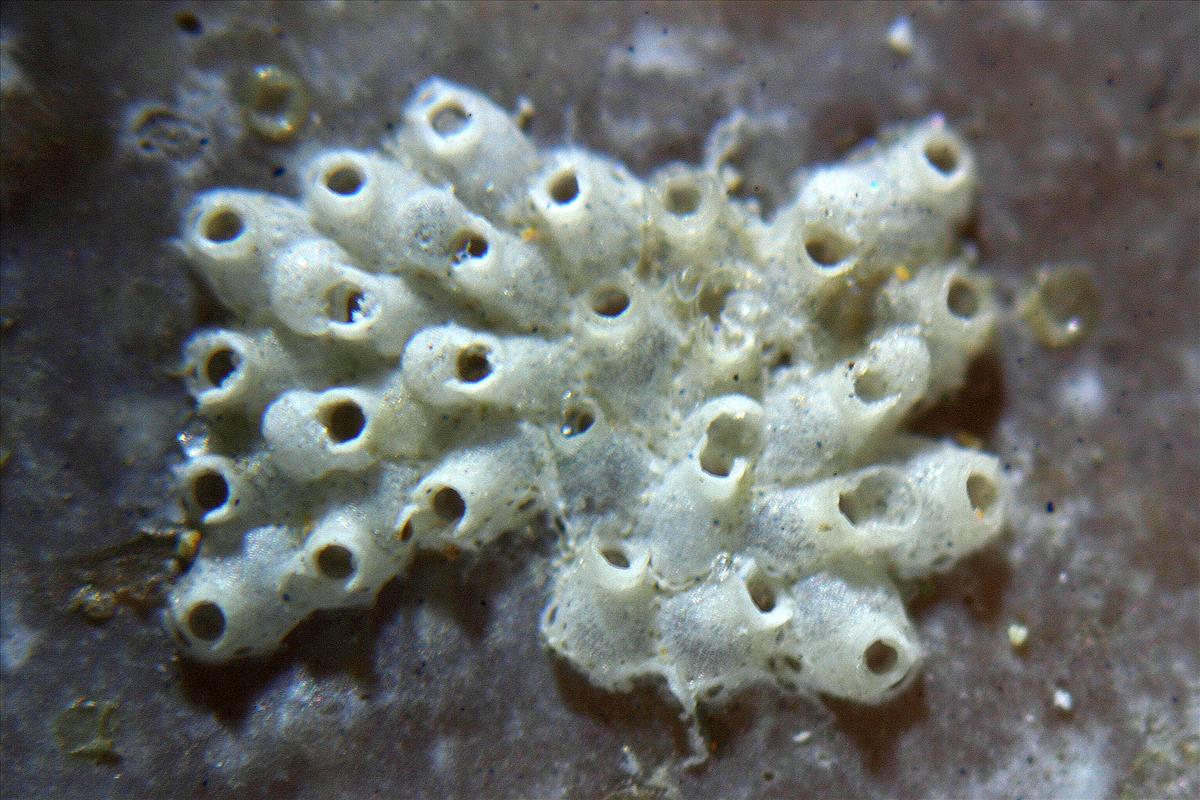 Neolagenipora collaris (door Hans De Blauwe)