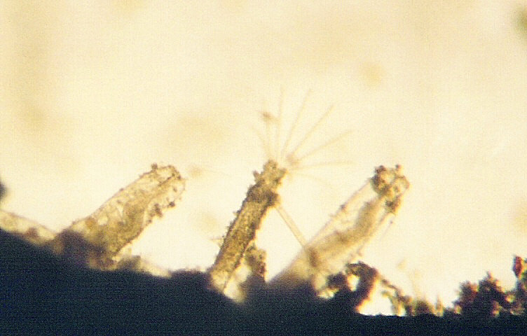 Panolicella nutans (door Hans De Blauwe)