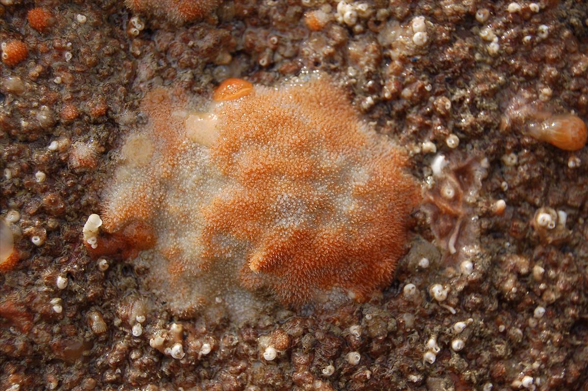 Cellepora pumicosa (door Hans De Blauwe)