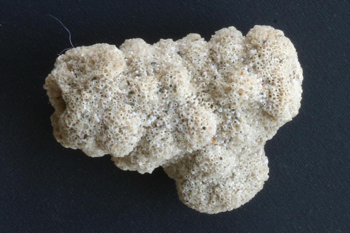 Turbicellepora avicularis (door Hans De Blauwe)