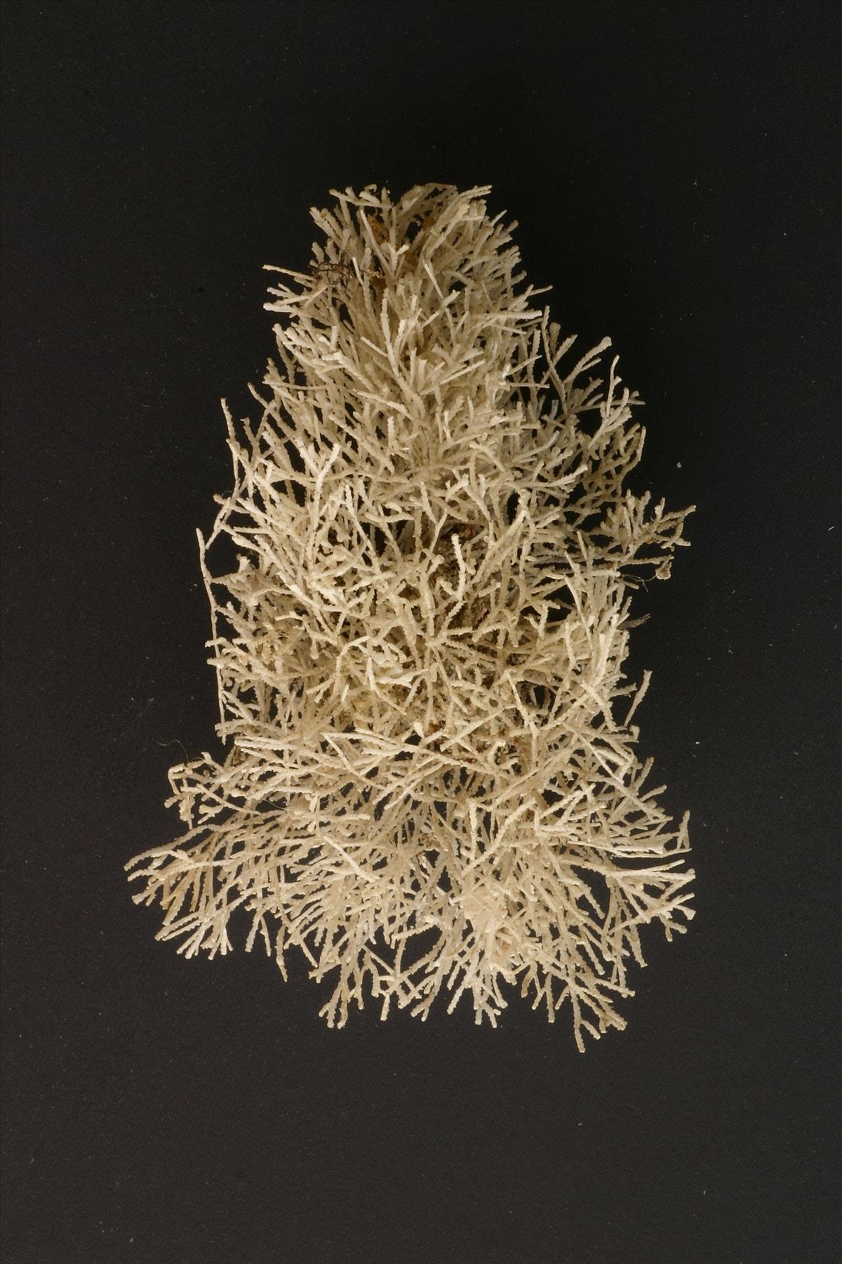 Crisia denticulata (door René Vanoutryve)