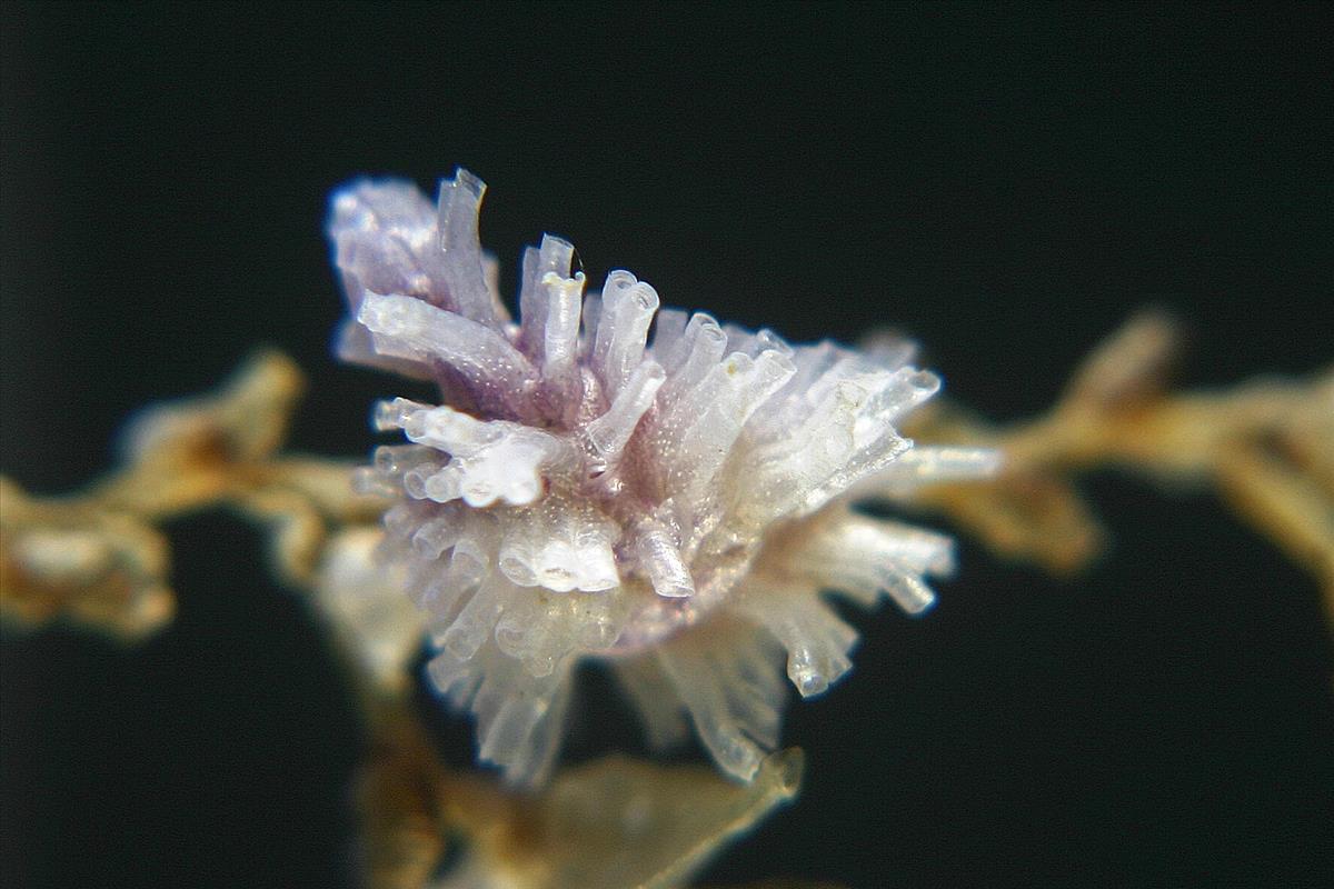 Tubulipora liliacea (door Hans De Blauwe)