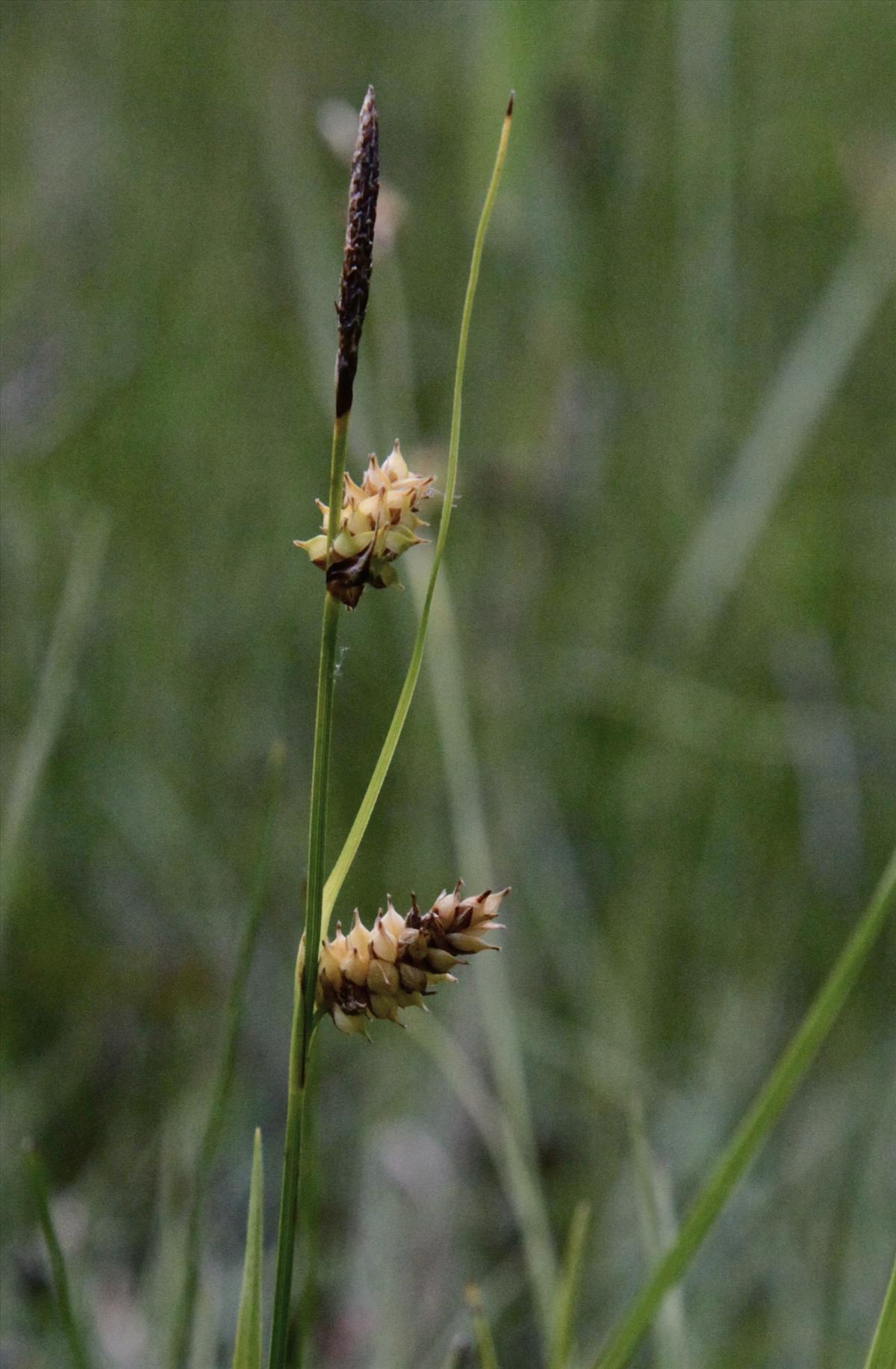 Carex x pauliana (door Jelle Hofstra)