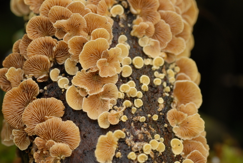 Crepidotus cristatus (door Laurens van der Linde)