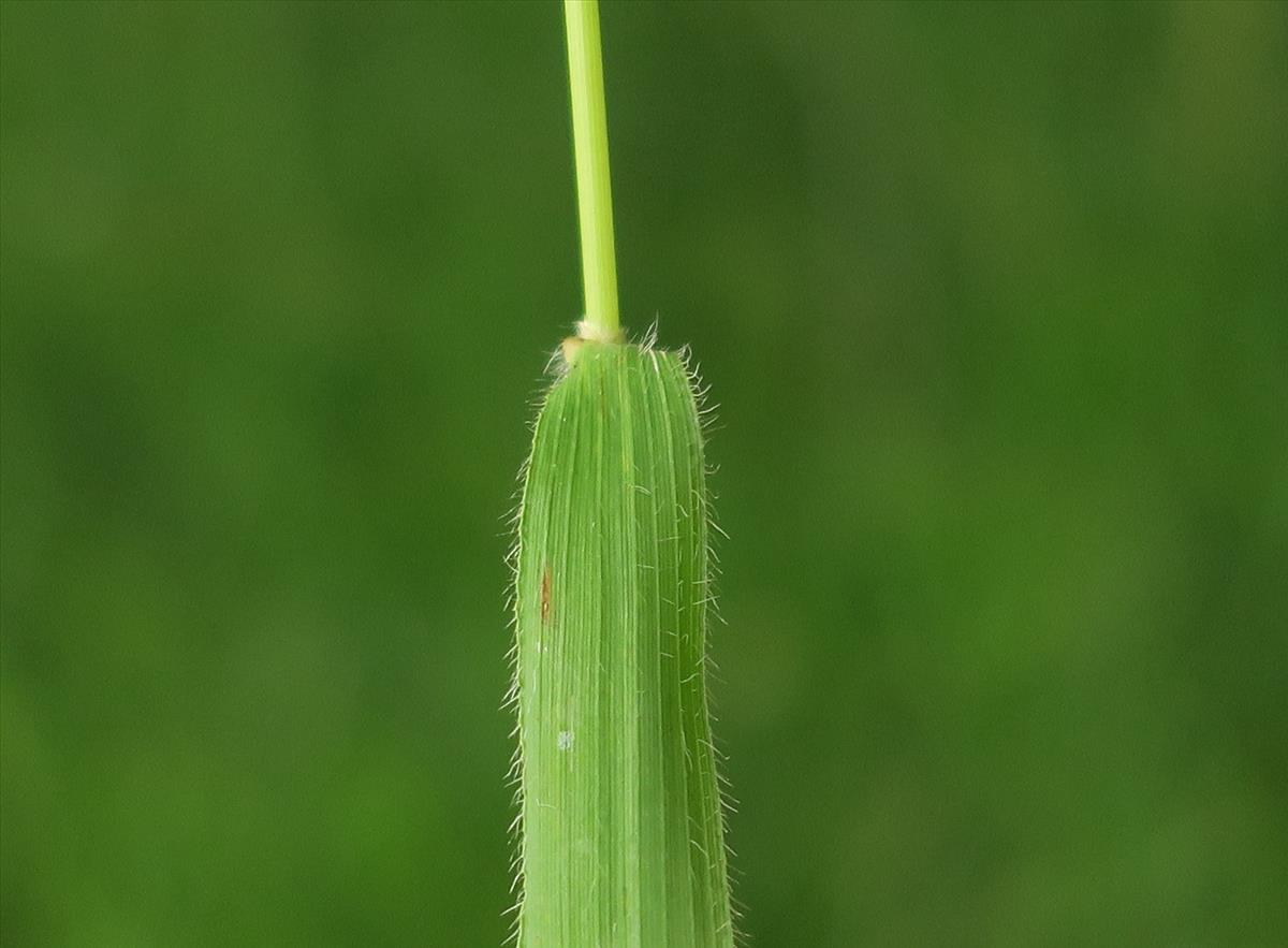 Brachypodium pinnatum (door Grada Menting)