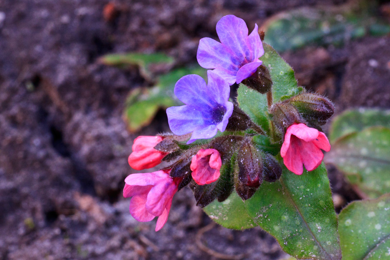 Pulmonaria officinalis (door John Breugelmans)