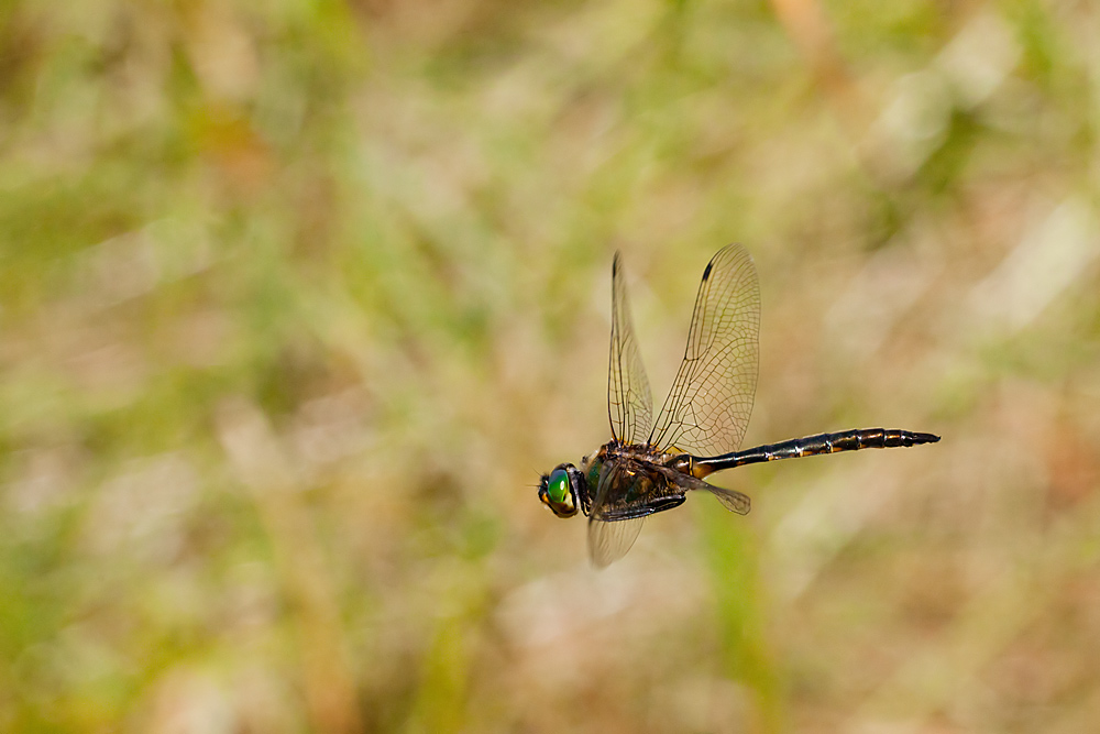 Somatochlora flavomaculata (door John Breugelmans)