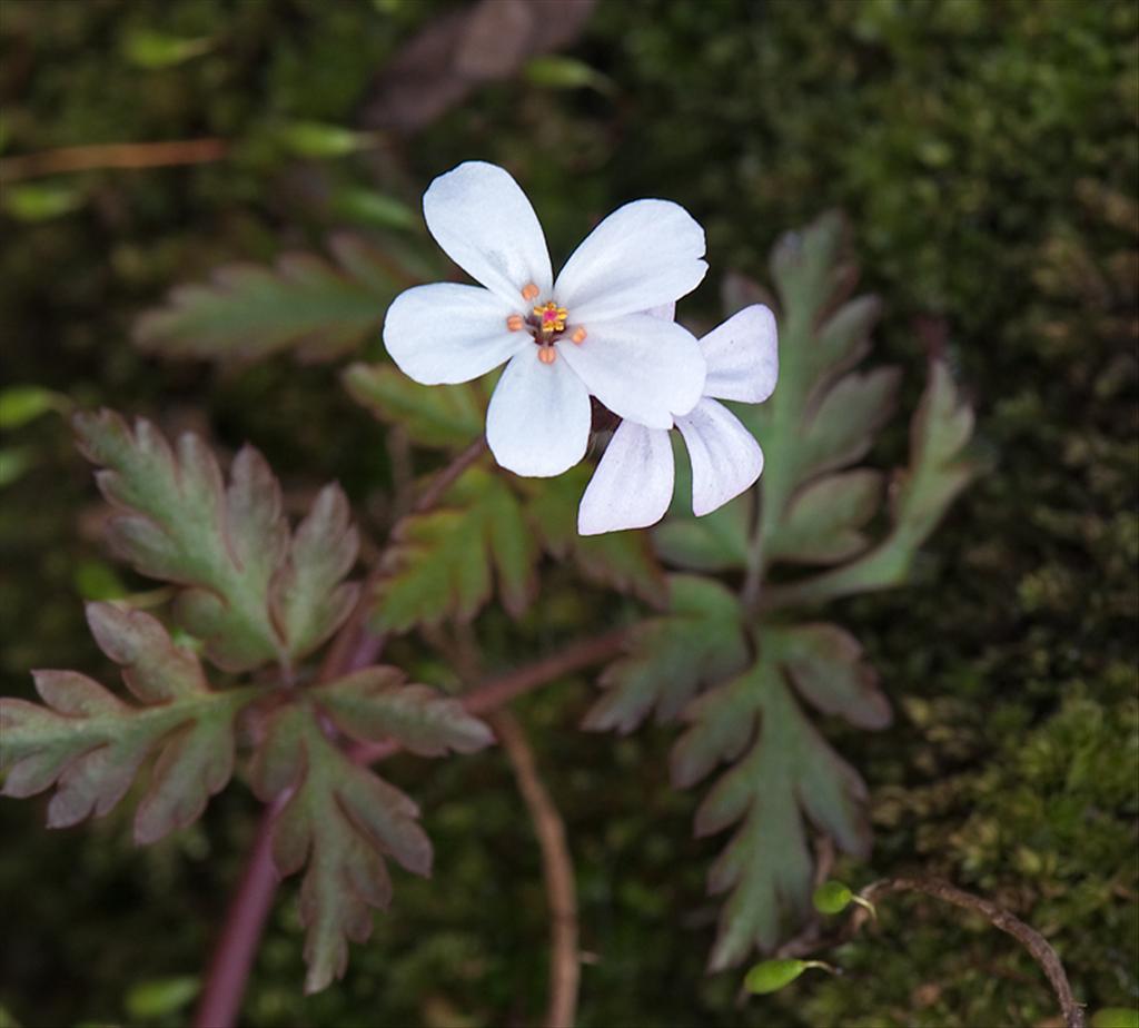 Geranium robertianum (door Wijnand van Buuren)