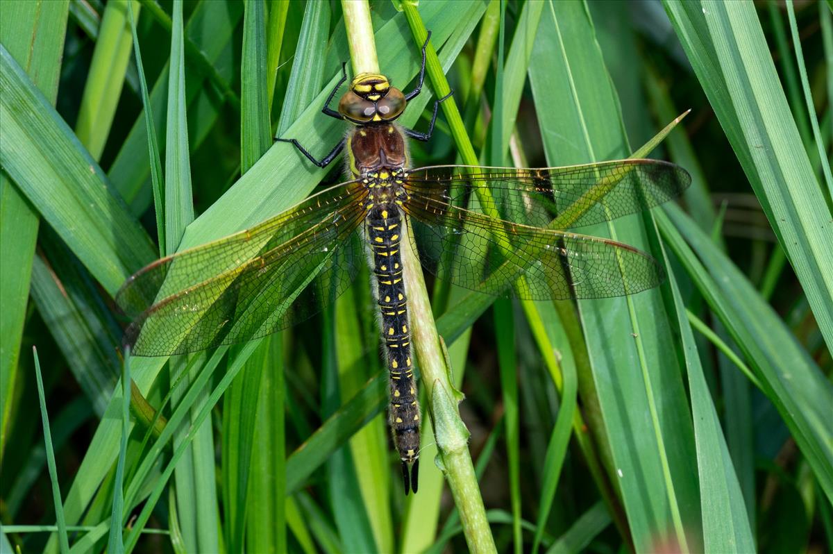 Brachytron pratense (door Dries Oomen)