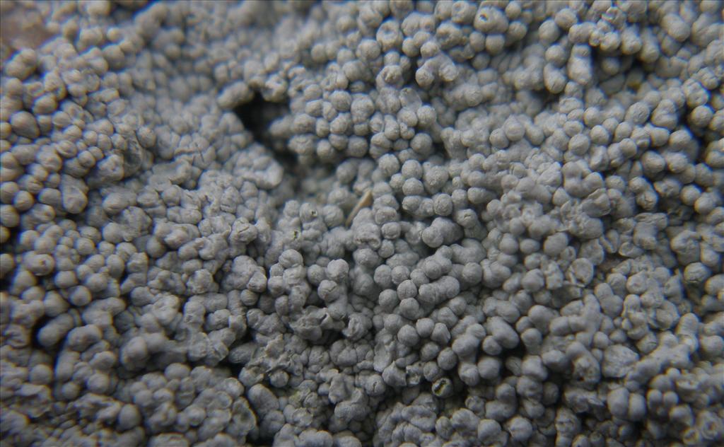 Pertusaria corallina (door Maarten Langbroek)