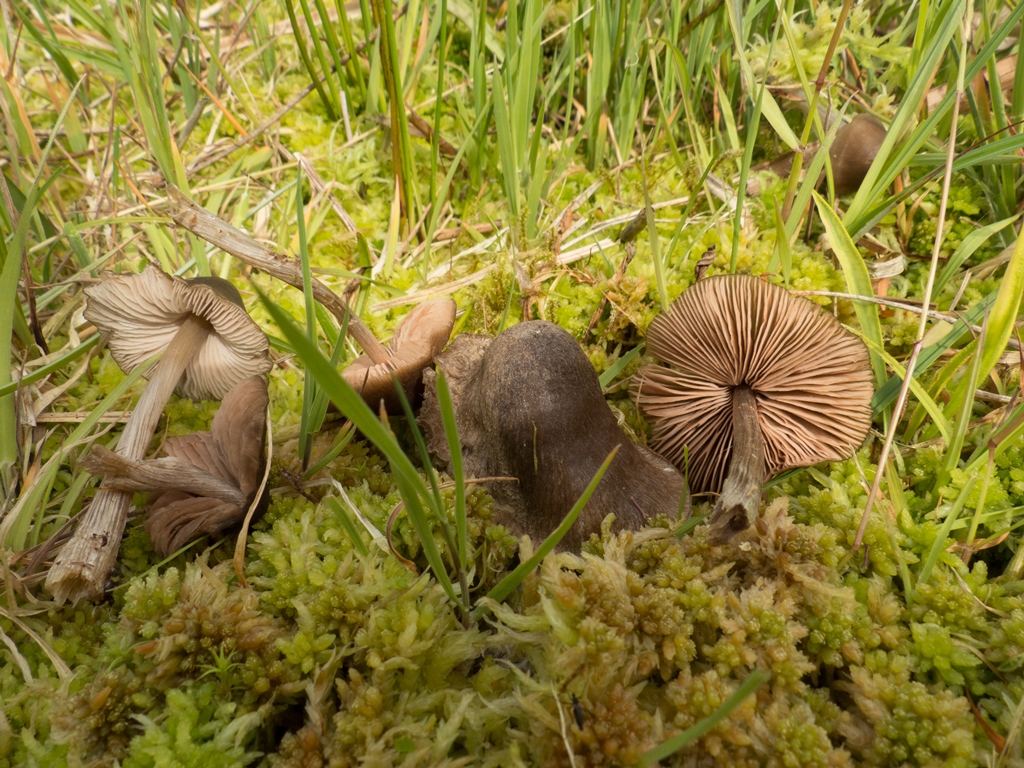 Entoloma sphagneti (door Evert Ruiter)