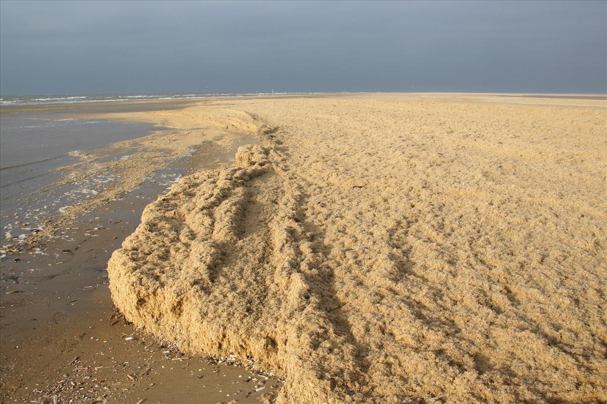 Electra pilosa (door Sytske Dijksen)