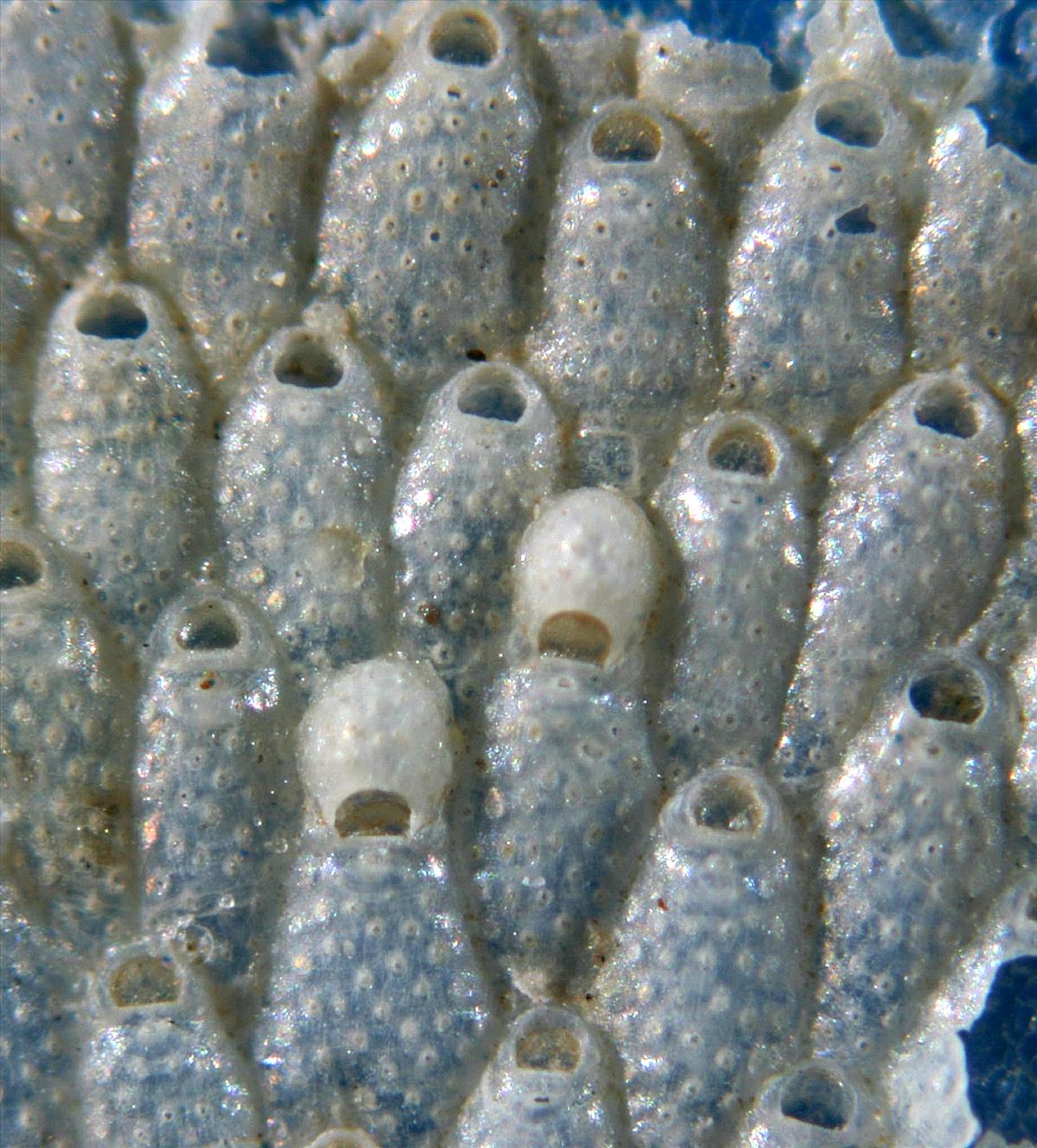 Haplopoma graniferum (door Hans De Blauwe)