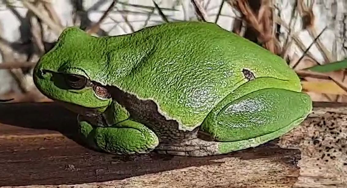 Hyla arborea (door Andre Cornelissen)