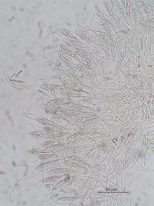 Hypoderma commune (door Laurens van der Linde)