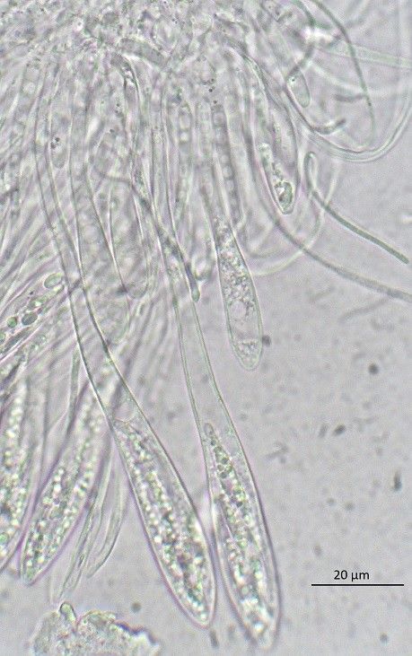 Hypoderma commune (door Laurens van der Linde)