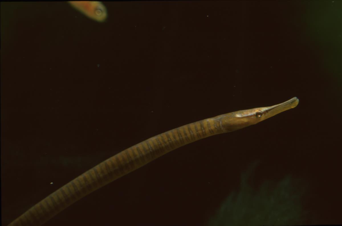 Entelurus aequoreus (door Harm Niesen)