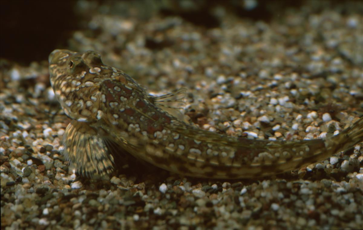 Callionymus maculatus (door Harm Niesen)