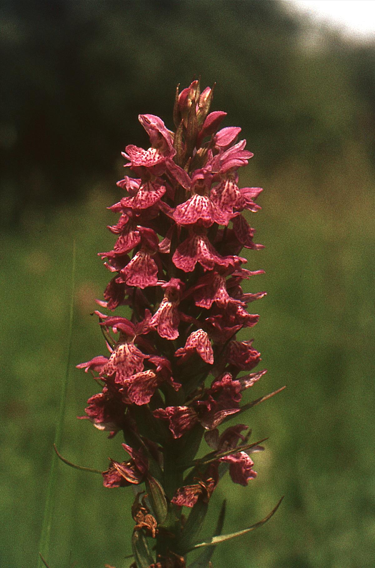 Dactylorhiza maculata x majalis (door Jelle Hofstra)