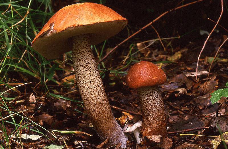 Leccinum aurantiacum (door Dinant Wanningen)