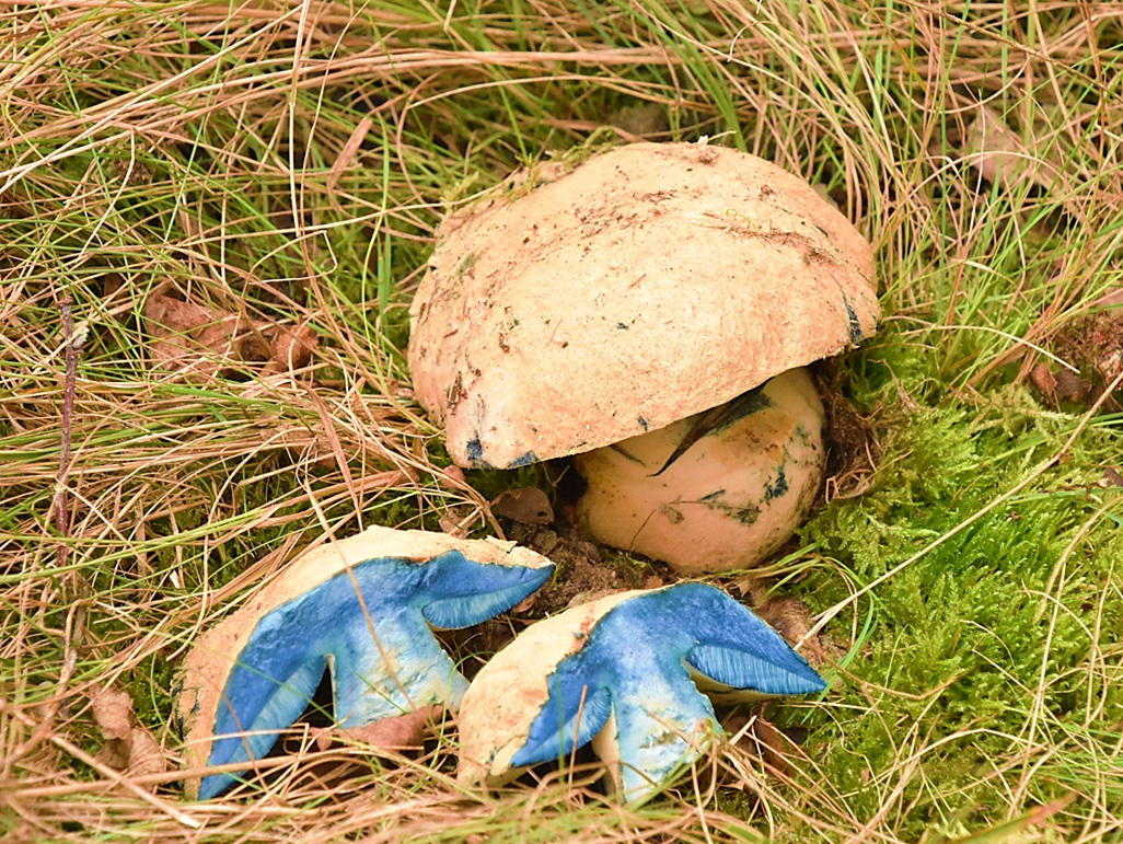 Gyroporus cyanescens (door Ronald Morsink)