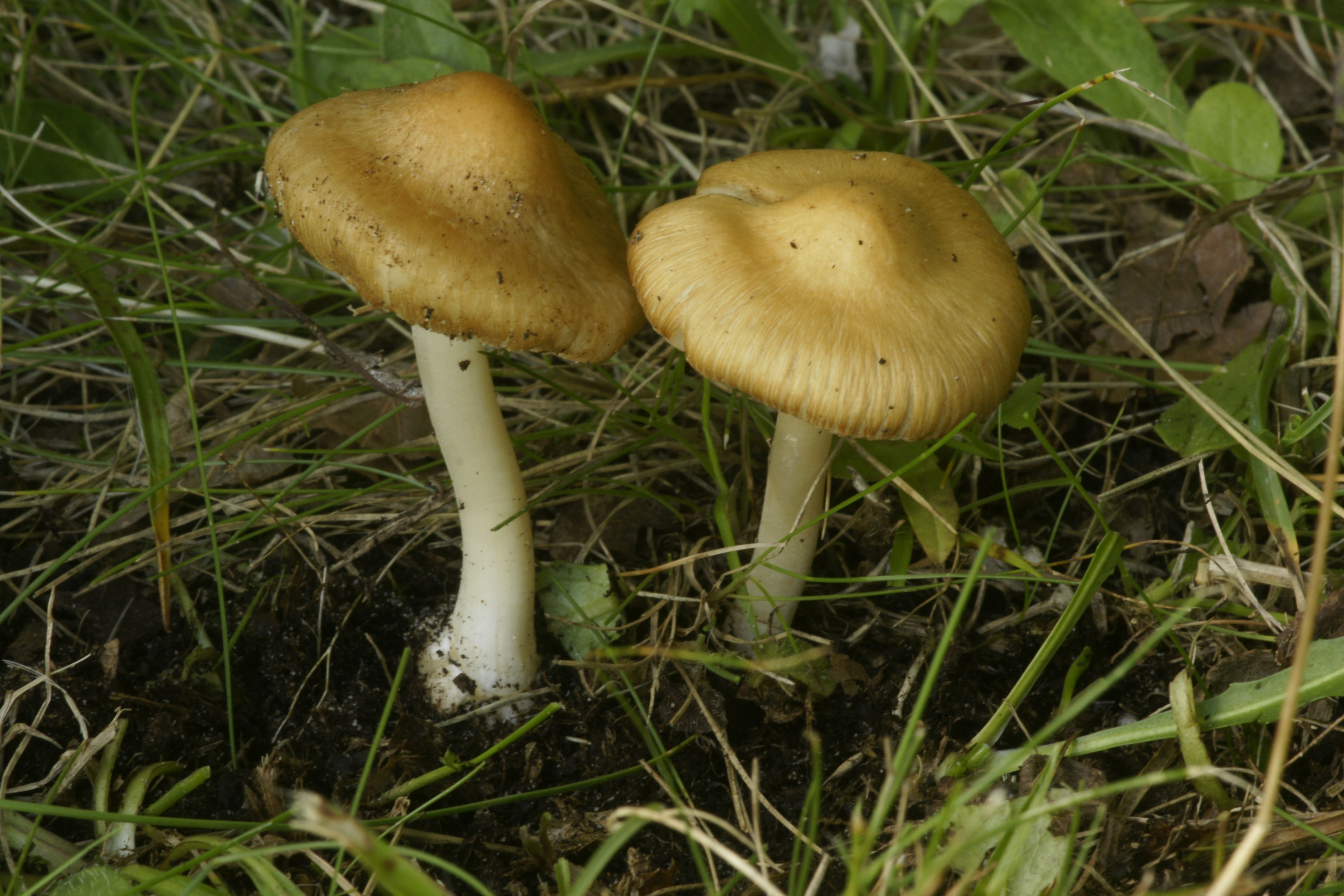 Inocybe mixtilis (door Henk Remijn)