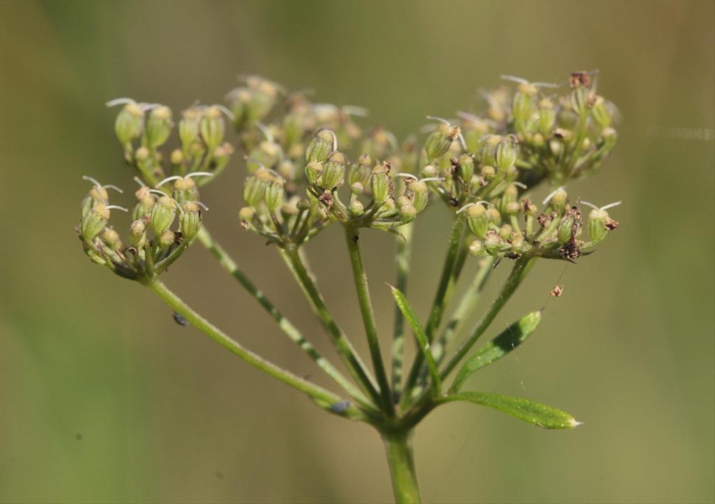 Selinum carvifolia (door Theo Muusse)